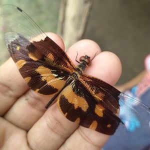 Meet your Posher, Fatima